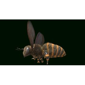 Bee Rigged and Animated